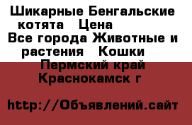 Шикарные Бенгальские котята › Цена ­ 25 000 - Все города Животные и растения » Кошки   . Пермский край,Краснокамск г.